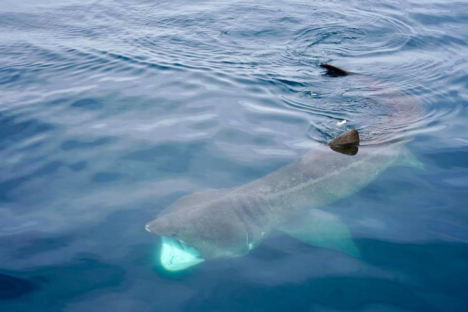 A basking shark spotted in the Santa Barbara Channel on Feb. 17.