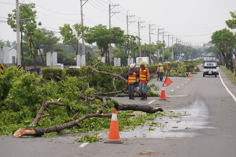 高雄清晨大雨  多處路樹傾倒（1） 高雄市25日清晨大雨，造成多處路樹傾倒，影響行車 安全，環保局派清潔隊至茄萣區東方路（台17線）， 進行雨後環境復原清理作業。 中央社記者董俊志攝  113年4月25日 