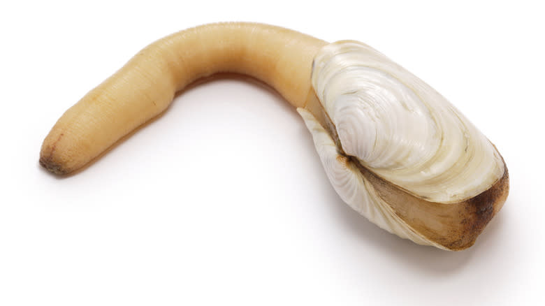 raw geoduck