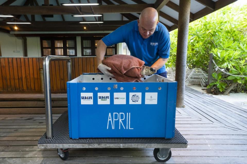 Mark Hind places April into a crate before beginning her journey to the UK (Kirsty O’Connor/PA) (PA Wire)