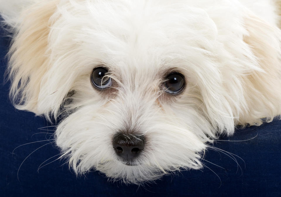 closeup bichon frise