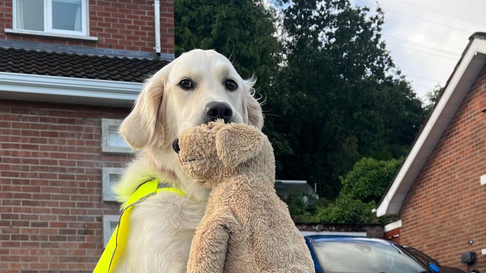 A dog in a high vis jacket with a teddy bear in its mouth