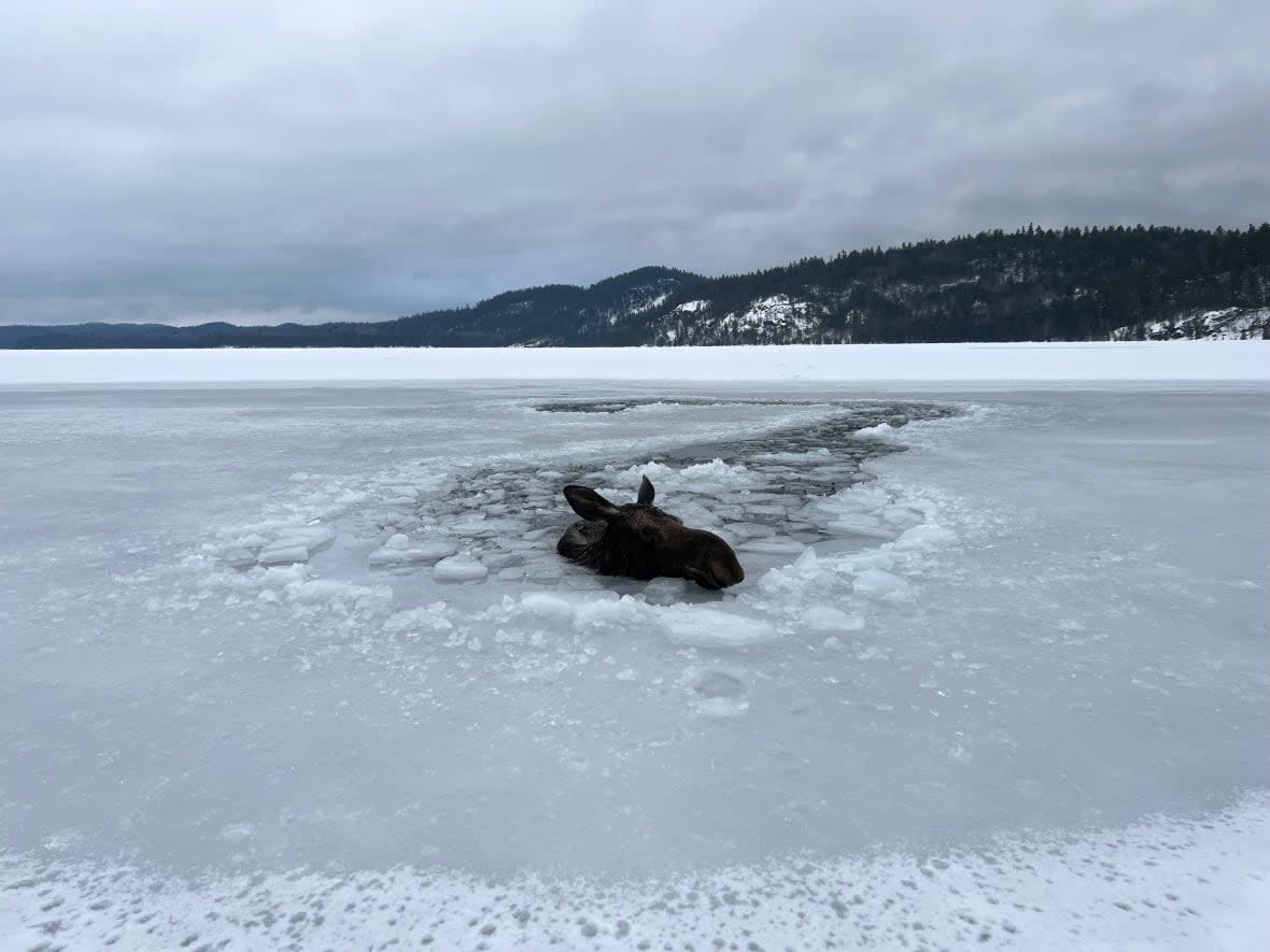 Shawn Duquette says a female moose was trapped in a frozen lake for about 30 minutes before he and his friends arrived and rescued her. The friends had been hanging out at a camp near Manitou Lake northeast of Greater Sudbury, Ont., when they jumped into action Thursday. (Submitted by Shawn Duquette - image credit)