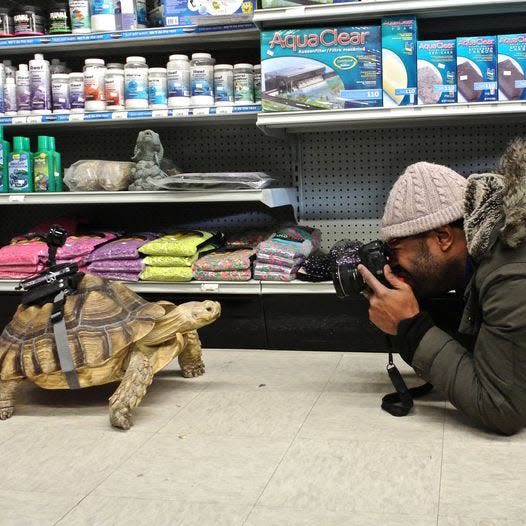 Franky, the tortoise at Lou’s Pet Shop in Grosse Pointe Woods who recently died, is photographed in 2013 by a photographer for a feature in the New York Times.