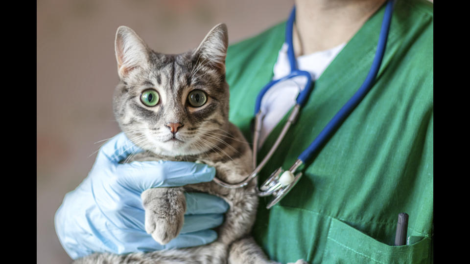 Vet holding cat