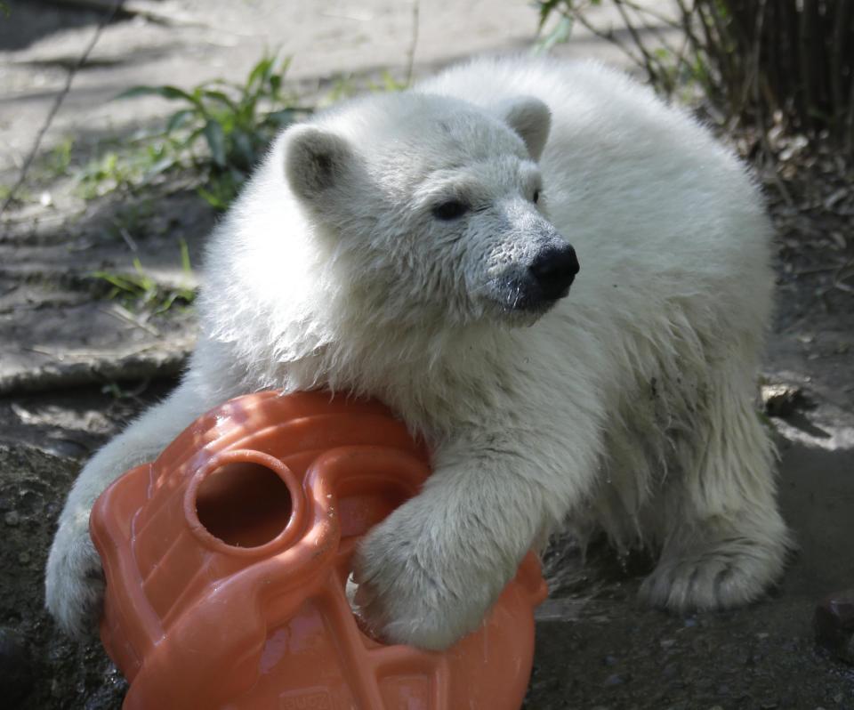 Luna, a resident polar bear cub, plays with a toy during a news conference at the Buffalo Zoo in Buffalo, N.Y., Wednesday, May 15, 2013. Luna will be the playmate for Kali, an orphaned polar bear cub from Alaska, until a permanent home is located. (AP Photo/David Duprey)