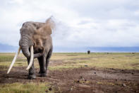 <p>An elephant spraying itself with dust. (Bobby-Jo Clow/Caters News Agency) </p>