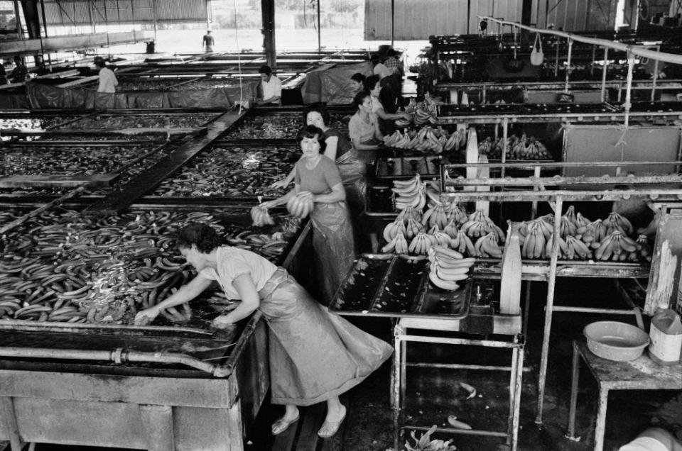 Black and white photo of workers sorting Cavendish bananas at a farm in 1982.