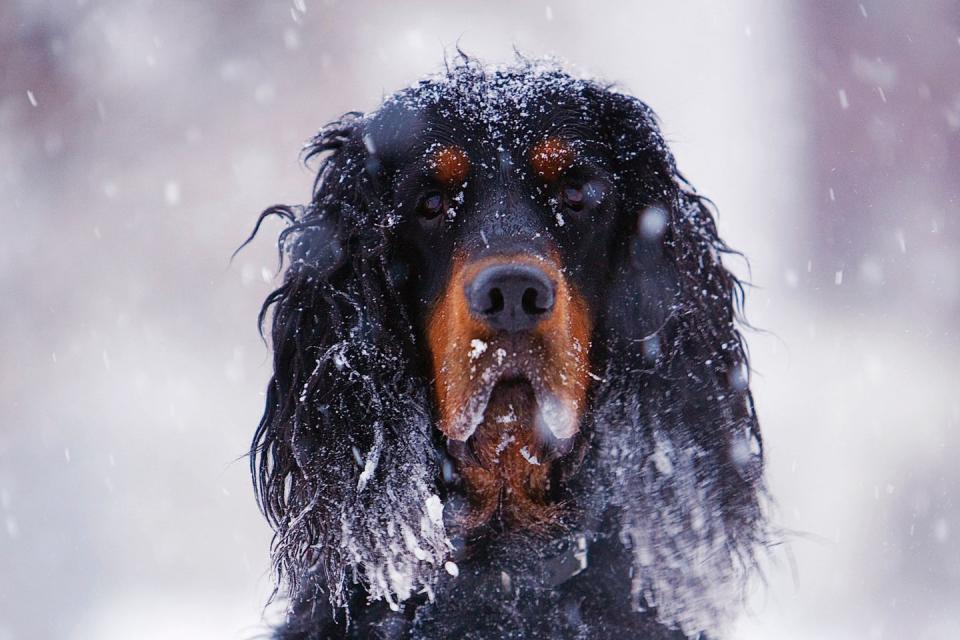 Gordon Setter