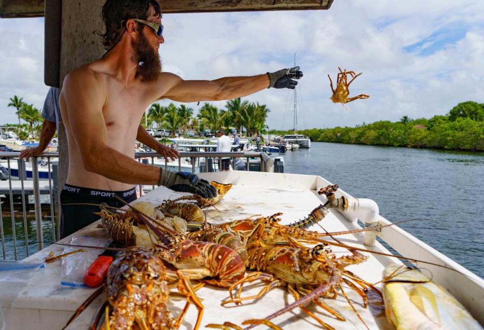 Bryce Jessee tosses out the carapace of a lobster after cleaning it for the tail on the dock during the extra day of lobster miniseason on Sunday, July 14, 2024 at Black Point Marina in Homestead, Fla.