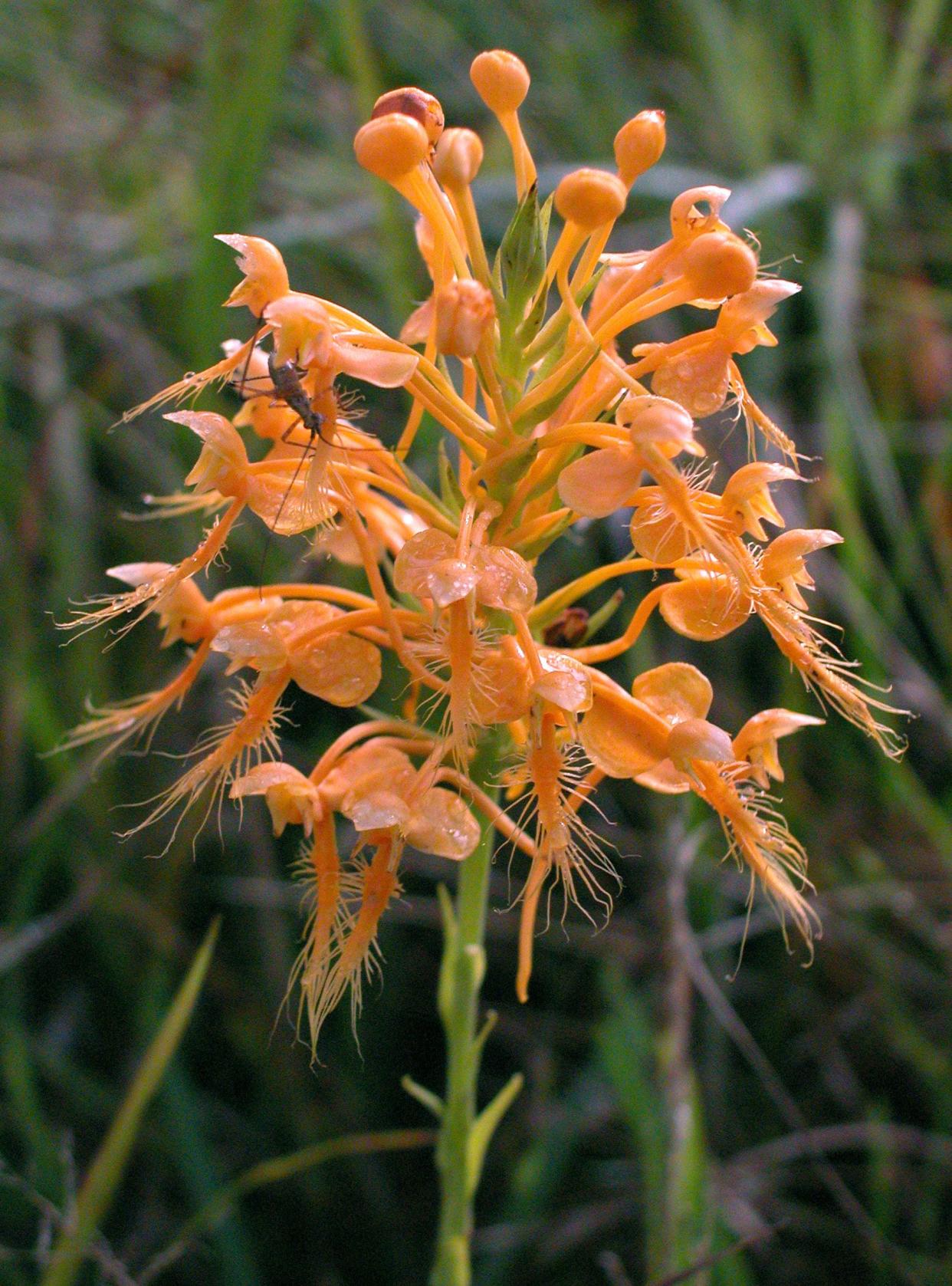 The native yellow fringed orchid blooms late in the summer and into September.