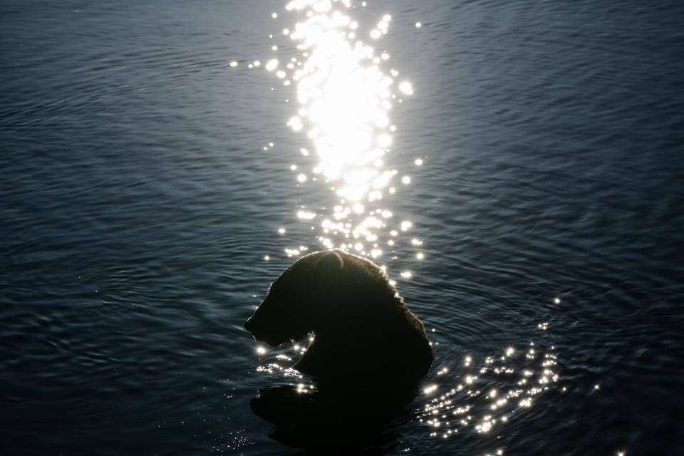 A bear seen fishing on the lower Brooks River at sundown. (Photo for The Washington Post by Sophie Park)