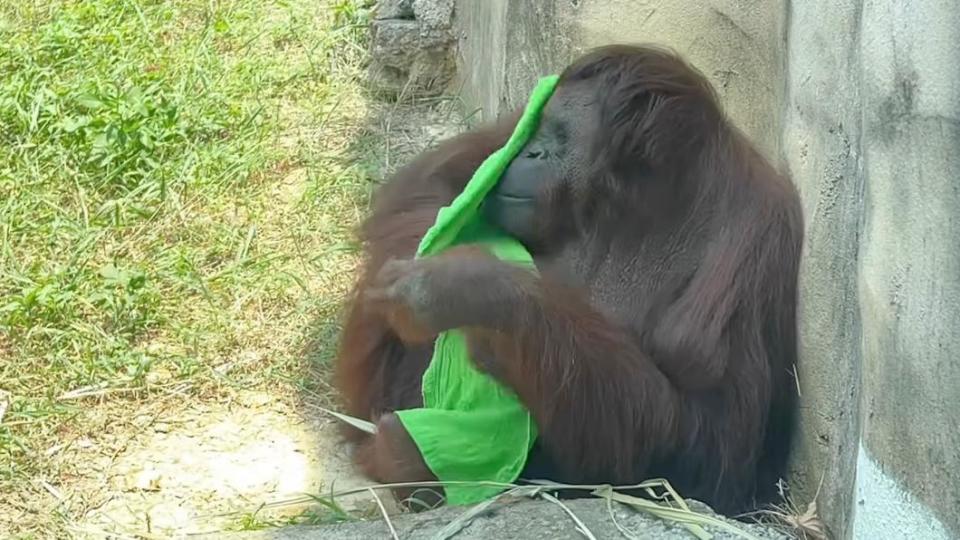 紅毛猩猩拿毛巾擦身體。（圖／翻攝自壽山動物園臉書）