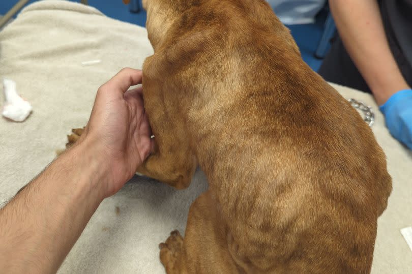 A starving Staffordshire bull terrier whose ribs and spine are clearly visible