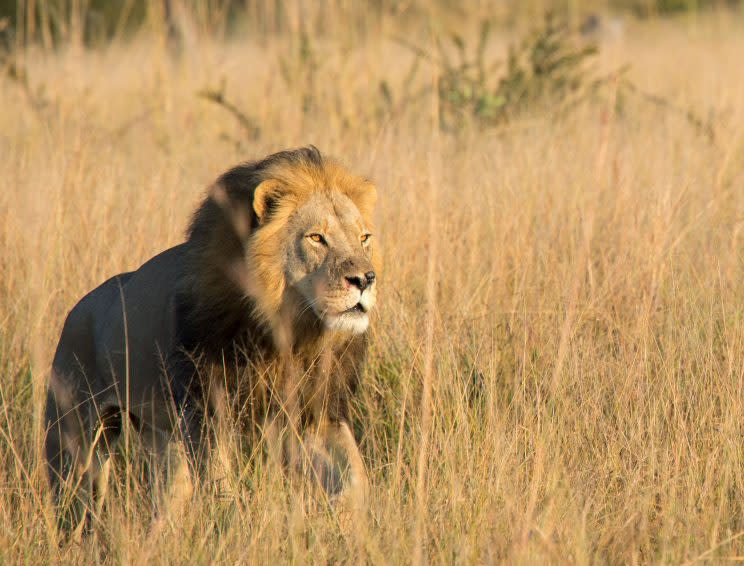 Xanda, el hijo de Cecil (Bert Duplessis, http://www.fisheaglesafaris.com/)