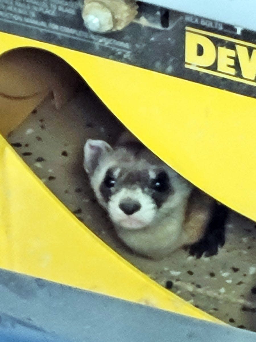 When Reese Nettles heard a noise in his Pueblo West garage Monday this is what he saw - North America's rarest mammal, a black footed ferret - staring back at him from underneath a table saw.