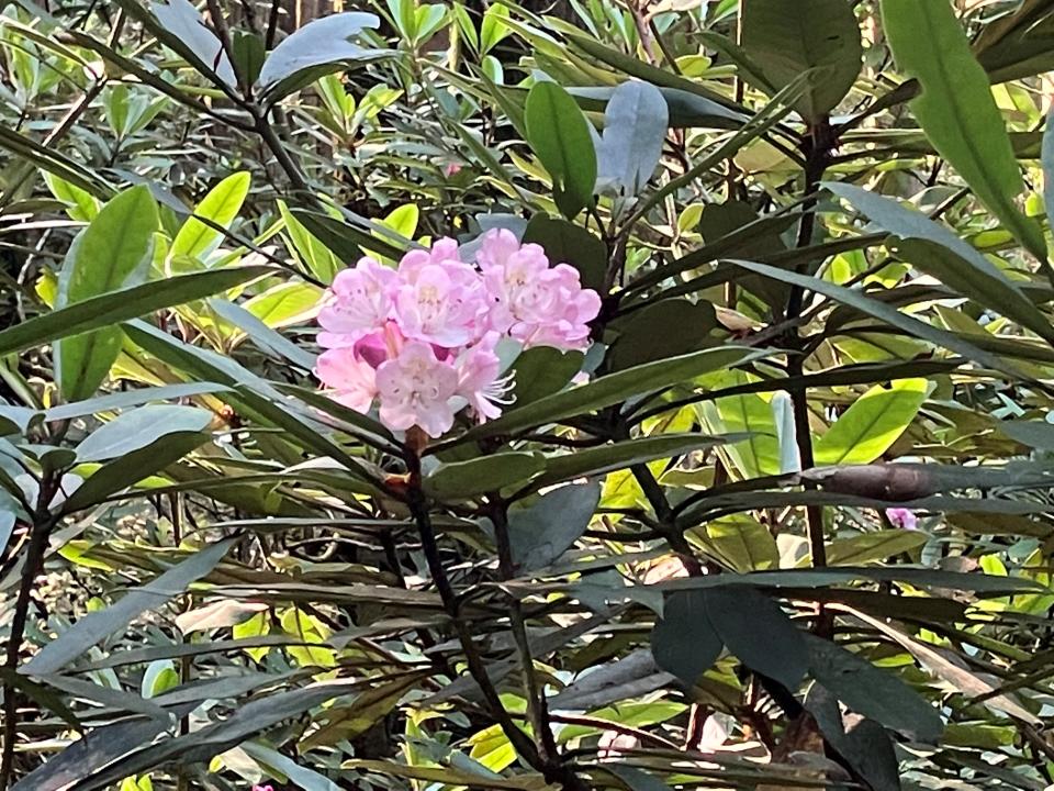 The rhododendron is the state flower of West Virginia.