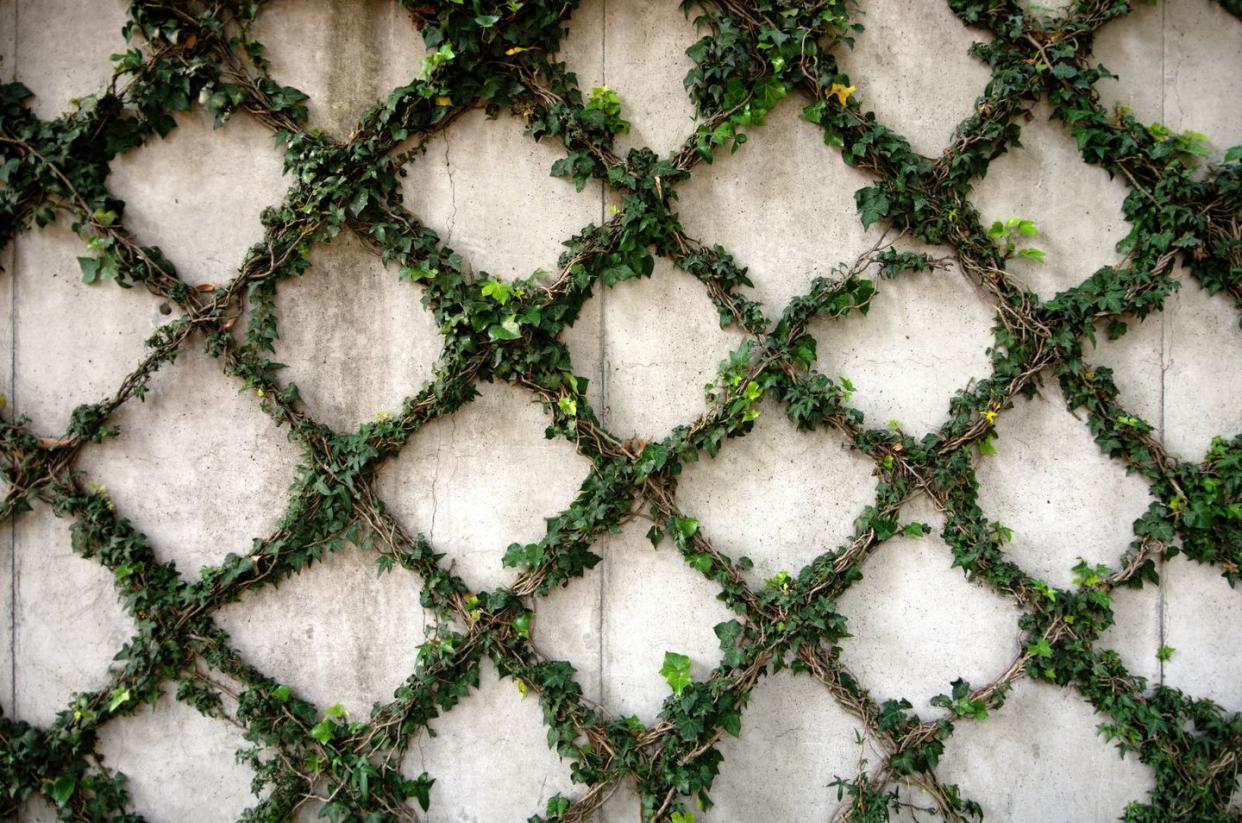 trellis ideas diamond patterned trellis