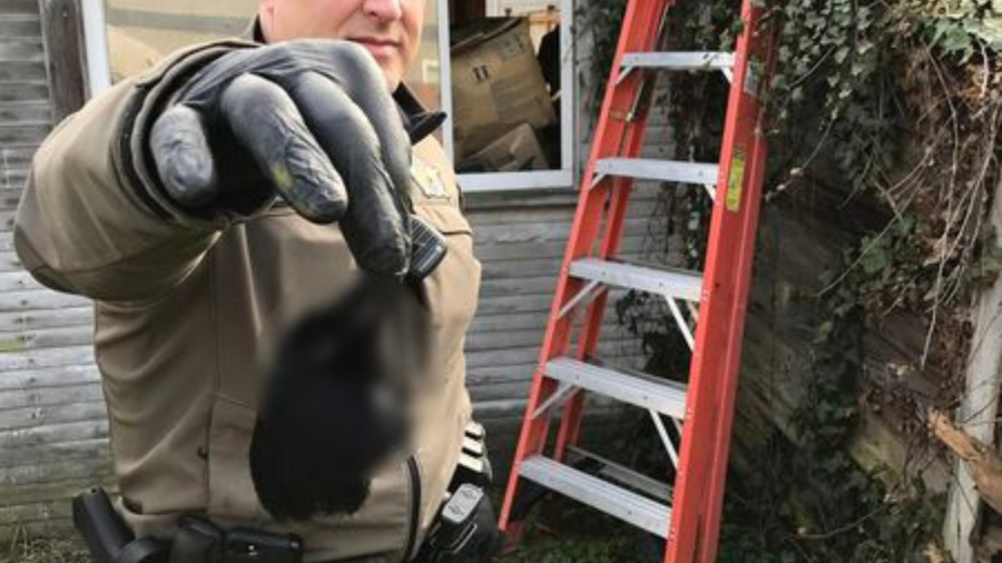 Man 'gruesomely' displayed dead animals on his property, neighbors say