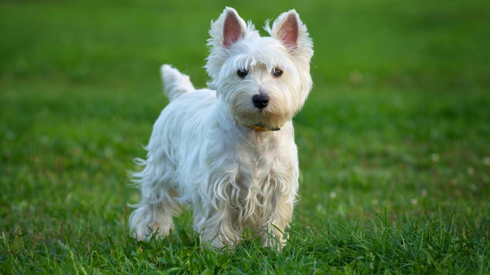 West Highland White Terrier