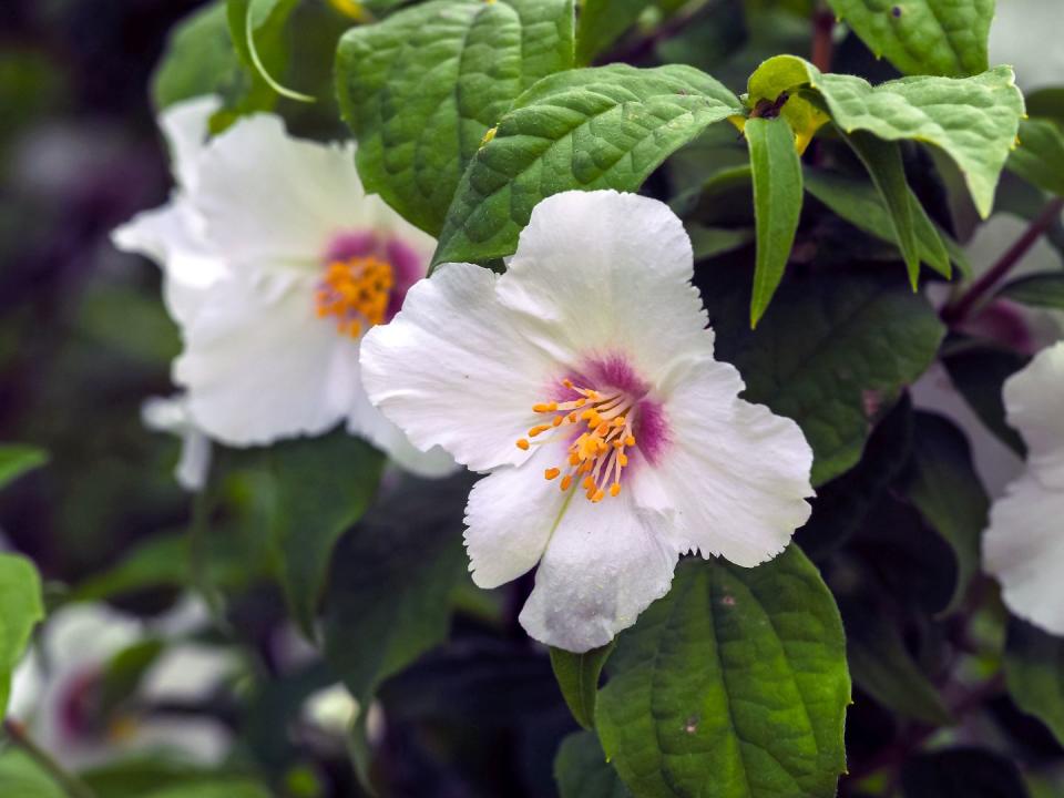 white flowers on a mock orange shrub, philadelphus belle etoile