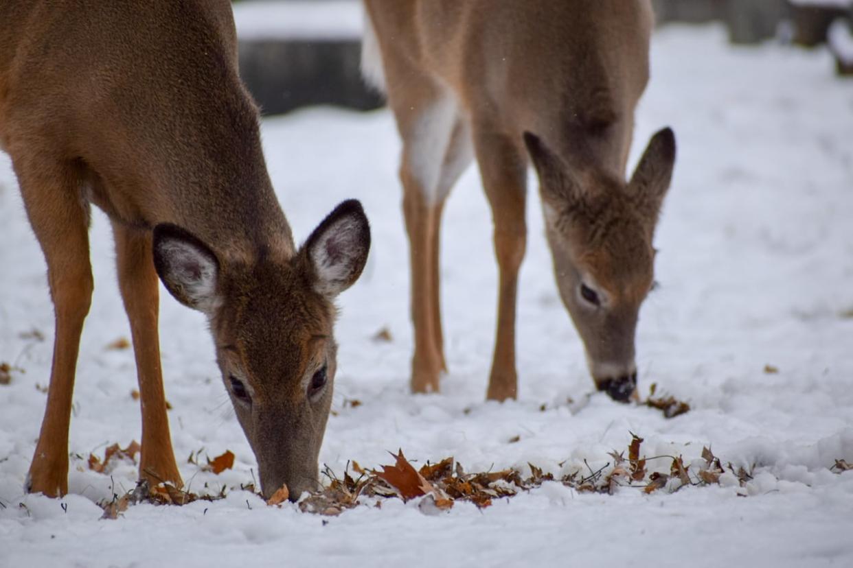 Chronic wasting disease is fatal to cervids, including white-tailed deer. (Mitchell Kincaid Cook - image credit)