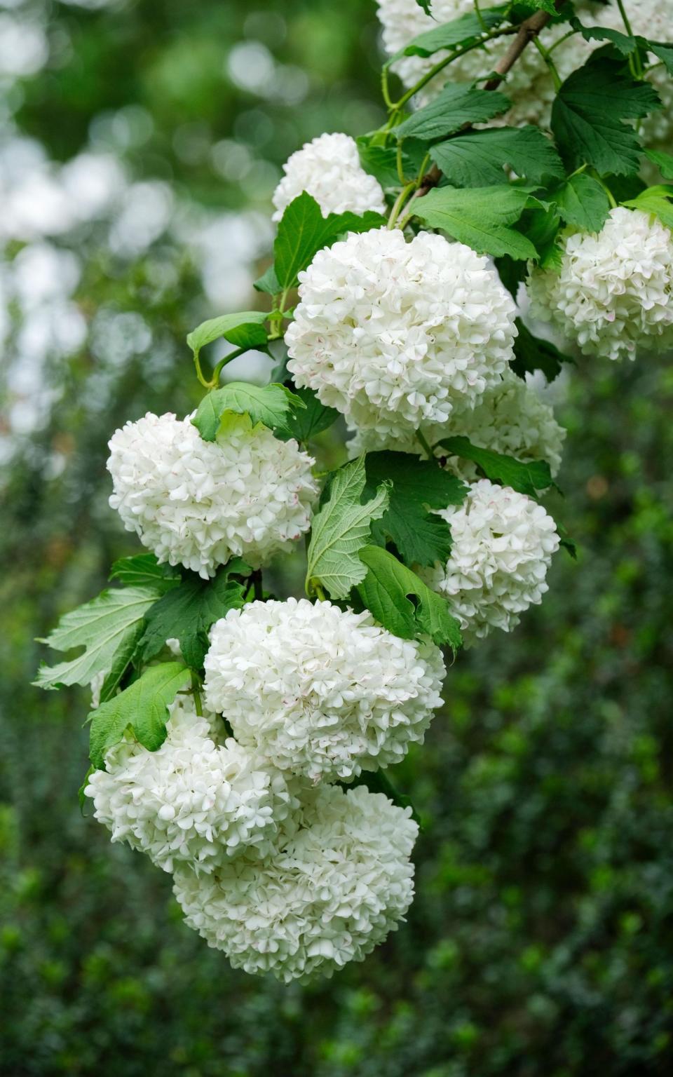 Guelder roseViburnum opulus - Alamy