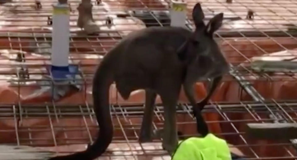 This confused kangaroo showed up on a construction site in Marden, Adelaide on Wednesday. Source: 7 News