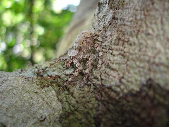 S. banksi has a lichen-hued exoskeleton that helps it blend in with tree trunks.