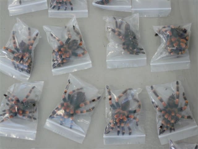 Swiss customs officials found 261 Mexican red-kneed tarantulas packed into individual plastic bags inside six boxes belonging to a Swiss man arriving from the Dominican Republic. Officials said Wednesday Oct. 19, 2011 that the shipment was destined for an unidentified Swiss dealer. A search of the dealer's home uncovered 665 further tarantulas and 72 giant flesh-eating centipedes that had also been smuggled into Switzerland. (AP Photo/ho/Swiss Customs)