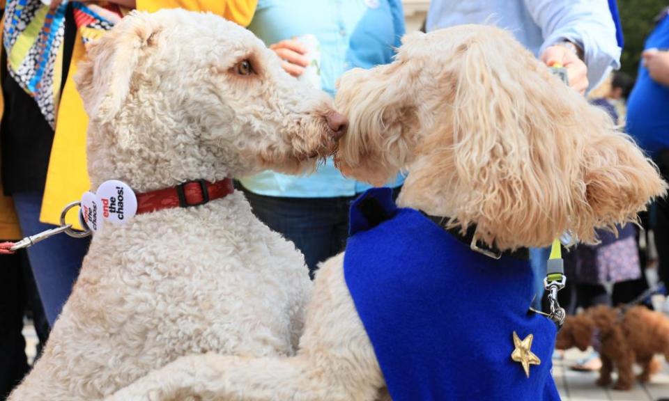 Two remainer dogs at the rally