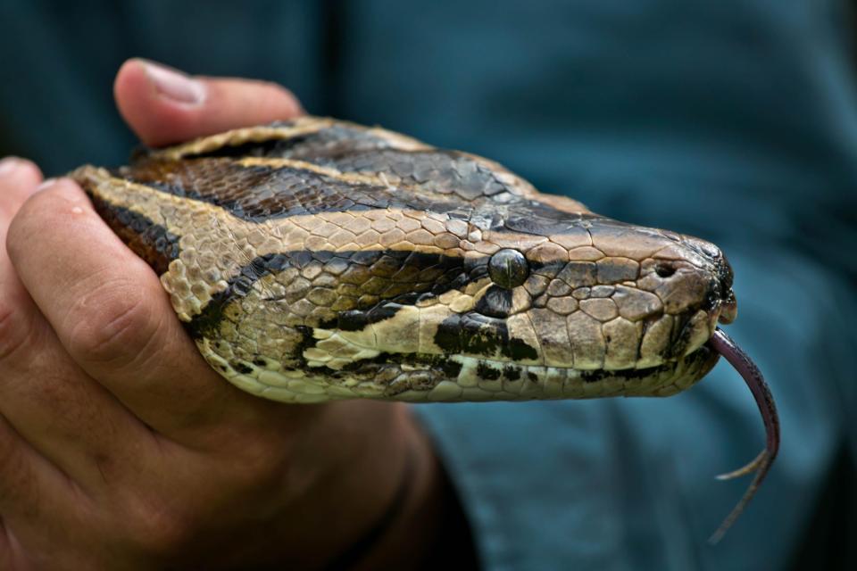 Jeff Fobb, captain of Miami-Dade Fire Rescue's Venom One Unit, conducts a demonstration on how to handle a Burmese Python during the kickoff for the Python Challenge at the University of Florida Research and Education Center in Davie, Fla.