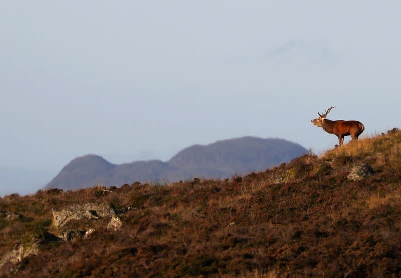 FILE PHOTO: A red deer stag bellows on Moulin Moor above Pitlochry