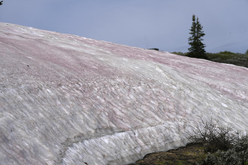 An algae that provides snow banks a pink hue has piqued the curiosity of drivers and hikers traversing Guardsman Pass on Wednesday, June 28, 2023, near Park City, Utah. The so-called “watermelon snow” comes from algae that swim to the surface and change colors to protect themselves from ultraviolet rays. (AP Photo/Rick Bowmer)