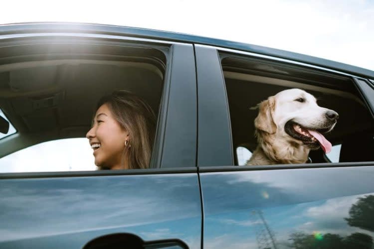 Young Woman Driving a Car With a Dog in the Back Seat