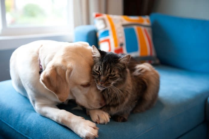 labrador retriever and cat