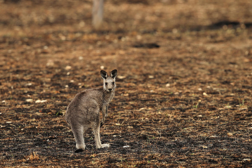 A kangaroo stands on burned land in Lithgow, New South Wales.