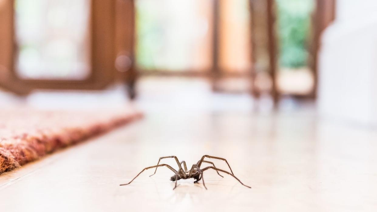 common house spiders