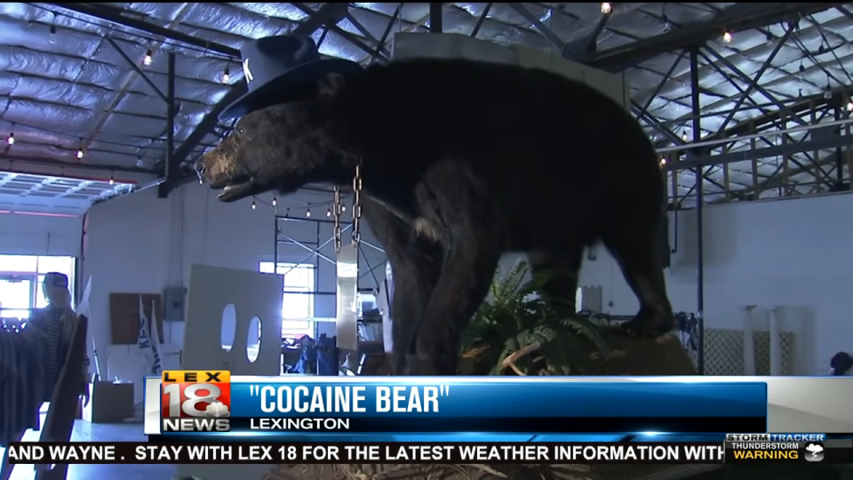 The "cocaine bear" on display on the news