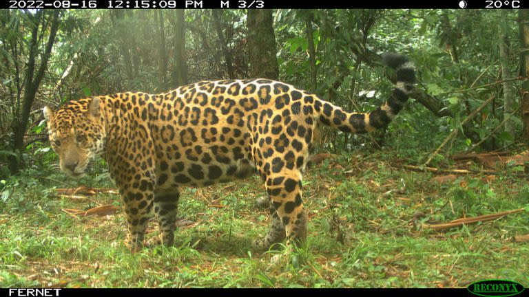 El yaguareté es el felino más grande del continente y está en peligro de extinción