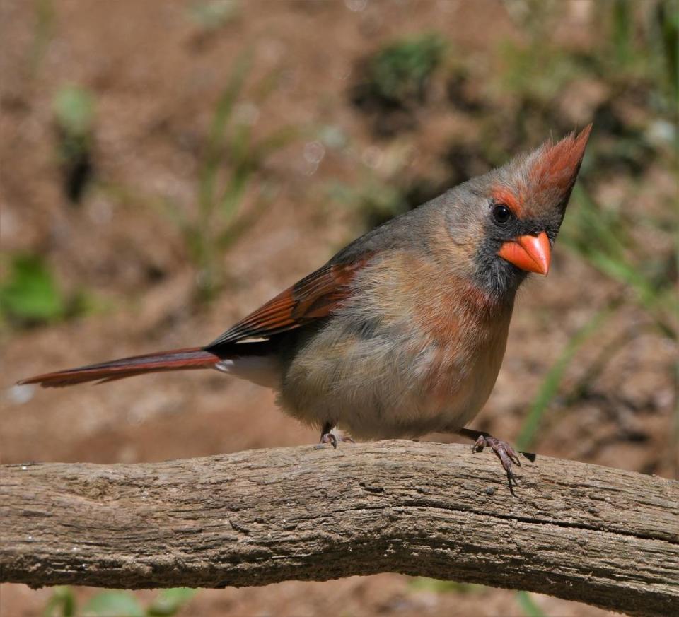 The female Northern Cardinal is a prolific singer, even more so than her mate for life. They are known to sing up to two dozen different tunes.