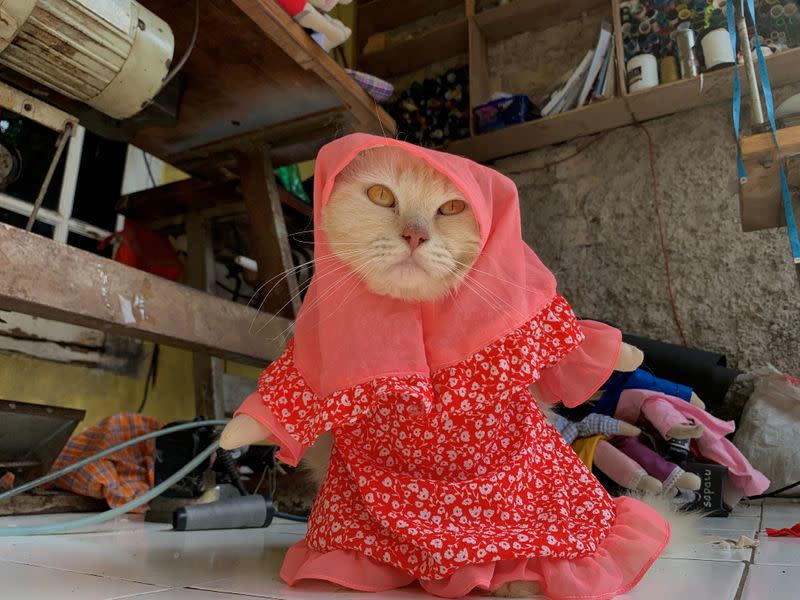 A cat wears a cosplay hijab costume hijab