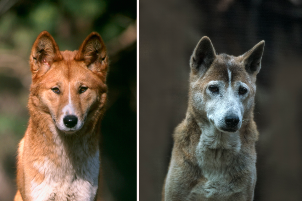 Left: Close up of a dingo face. Right: A New Guinea singing dog.