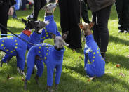 Whippets wear clothing with the EU flag during anti-Brexit protests in London, Saturday, Oct. 19, 2019. Britain's Parliament is set to vote in a rare Saturday sitting on Prime Minister Boris Johnson's new deal with the European Union, a decisive moment in the prolonged bid to end the Brexit stalemate. Various scenarios may be put in motion by the vote. (AP Photo/Kirsty Wigglesworth)