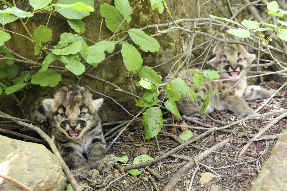 3 healthy kittens born to mountain lion tracked by biologists in