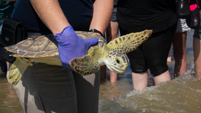 Sea turtles given second chance at life after release into Gulf of
