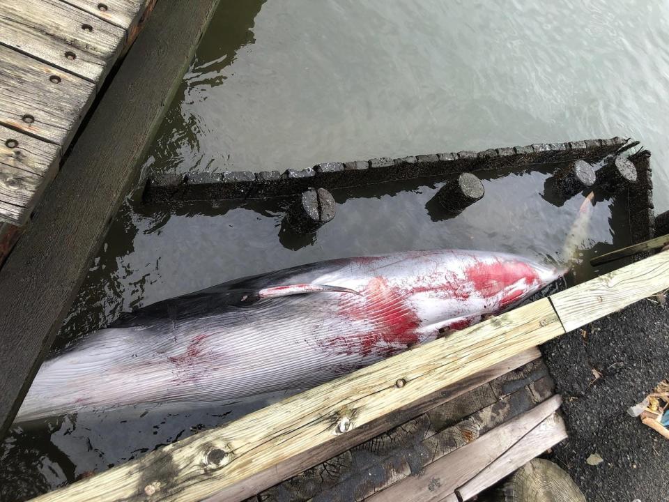 A dead minke whale is shown trapped between a bulkhead and breakwater at the Leonardo State Marina in Middletown on Oct. 18, 2023.