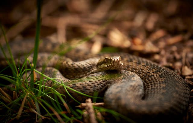 <p>Getty</p> A stock image of a snake