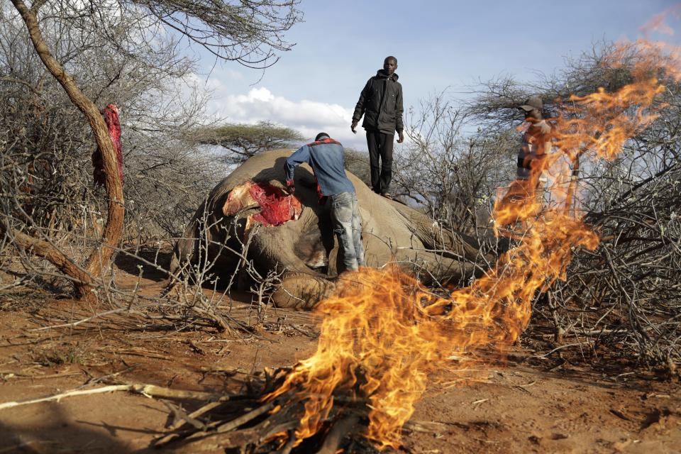 Locals cut elephant meat that was killed by Kenya Wildlife Service rangers after the elephant killed a woman while wandering for water and food in Loolkuniyani, Samburu County in Kenya on Oct. 16 2022. After four consecutive years of failed rains causing some of the worst conditions in 40 years, wild animals have become commonplace in the county's villages as they search for food. Many don't survive, providing herders an unfortunate lifeline as they cut chunks of meat from their carcasses. (AP Photo/Brian Inganga)