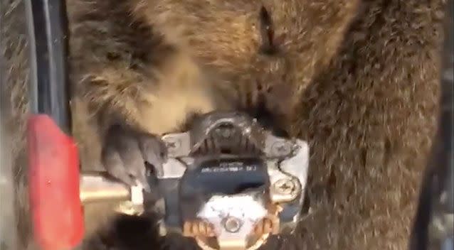 Quokkas are known to be friendly and aren't afraid of humans. Source: Facebook/Shannon Ducker